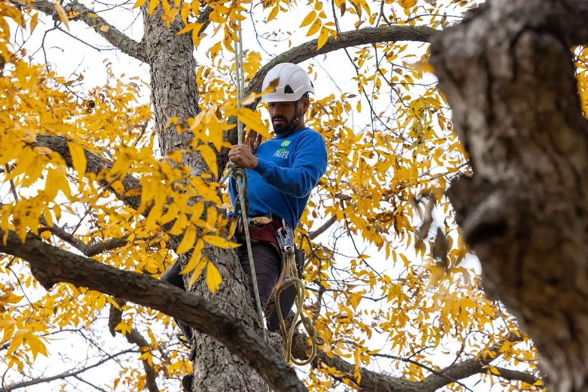 Skilled Storm Damage Cleanup crew working in Paris